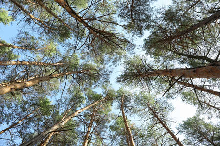 Top of pine trees against blue sky. Active leisure