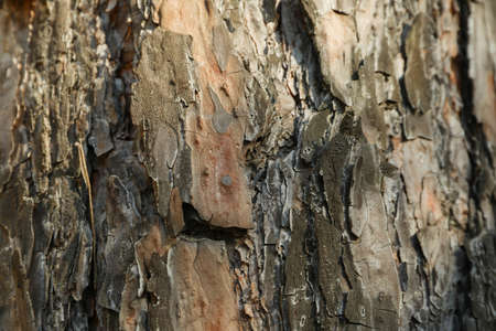 Pine tree bark texture, close up and space for text