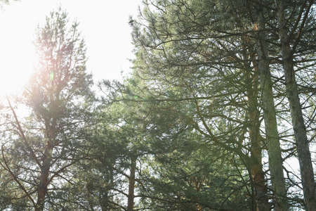 Top of pine trees against sky. Active leisure