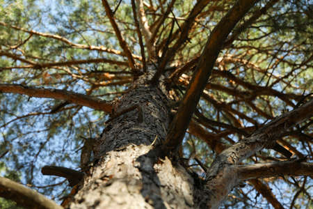 Pine with dried branches, close up and space for text