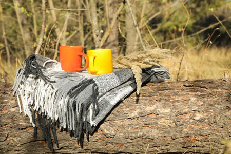 Color cups and plaid on trunk. Beautiful forest, space for text