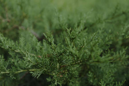 Thuja branches on whole background, close up and space for textの写真素材