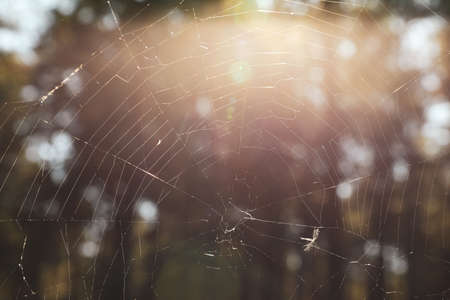 Web in the forest, close up. Sunny dayの写真素材