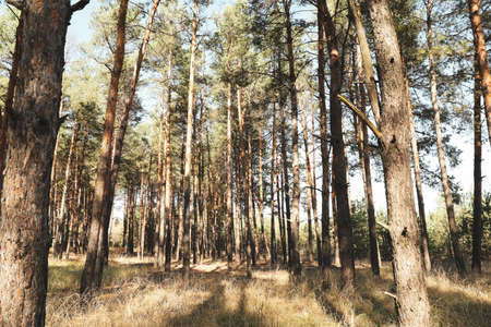 Tall pine trees in forest. Beautiful sunny dayの写真素材