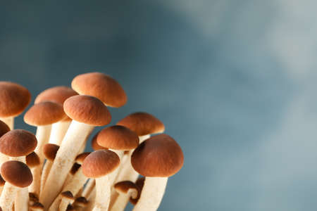 Honey agaric mushrooms on blue background, close up