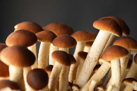 Honey agaric mushrooms on black background, close up