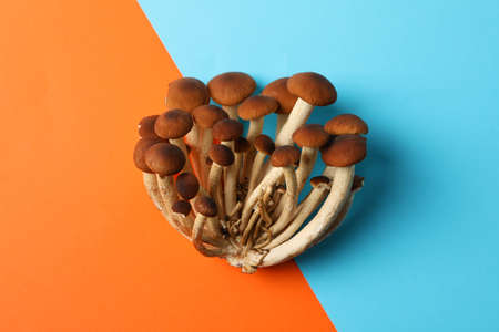 Honey agaric mushrooms on two tone background, space for textの写真素材