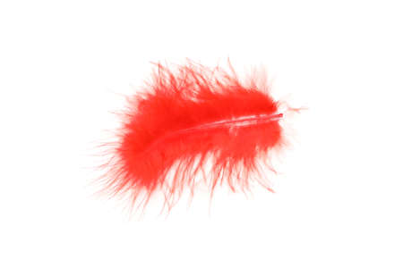 Red feather isolated on white background, close upの写真素材