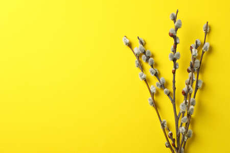 Pussy willow branches with catkins on yellow background, space for textの写真素材