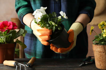 Woman hold pot, wooden table with flowers and gardening tools, front viewの写真素材