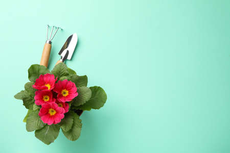 Pink primrose and gardening tools on mint background, space for textの写真素材