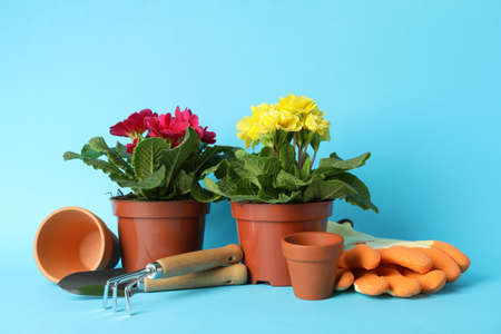Flowers in pots and gardening tools on blue background, space for textの写真素材