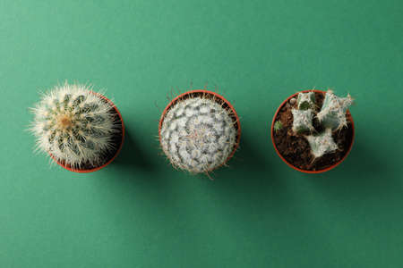 Cacti on green background, top view. House plant