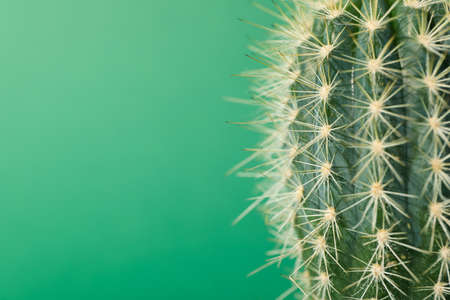 Cactus on green background, close up. House plantの写真素材