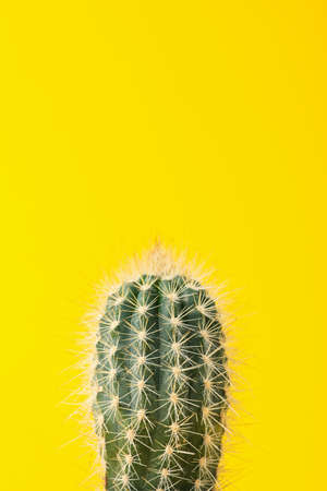 Cactus on yellow background, space for textの写真素材