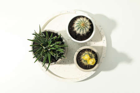 Marble tray with succulent plants on white background. Houseplants