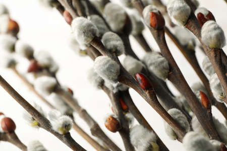 Pussy willow branches with catkins on white background, macroの写真素材