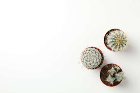 Cacti in pots on white background, top view. Houseplant