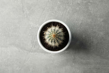 Cactus in pot on grey background, top view. Houseplantの写真素材