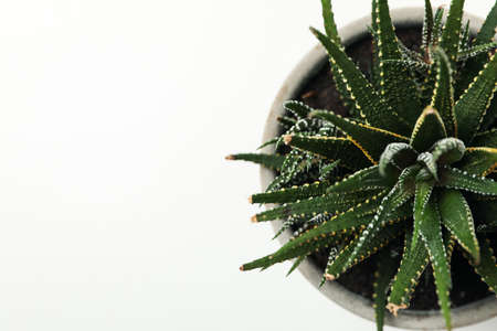 Succulent plant on white background, top view. Houseplantの写真素材