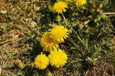 Yellow dandelions, blooming spring flowers. Sunny spring day