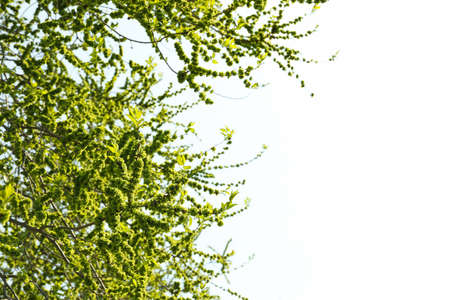 Blooming gardens in spring, blooming spring tree. Sunny spring dayの写真素材
