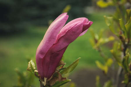 Blooming gardens in spring, blooming spring flowerの写真素材