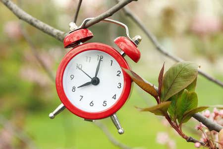 Alarm clock hangs on a branch. Amazing springtimeの写真素材