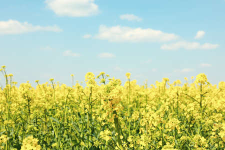 Beautiful rapeseed field. Amazing spring nature. Photo outdoor