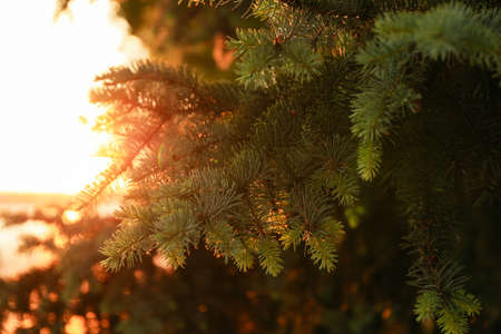 Pine tree, close up. Outdoor photo. Sunsetの写真素材