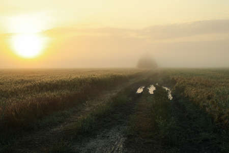 Foggy morning field. Beautiful summer morning. Summer natureの写真素材