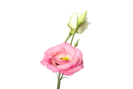 Beautiful eustoma flowers isolated on white backgroundの写真素材