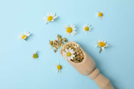 Wooden scoop with dried chamomile on blue backgroundの写真素材