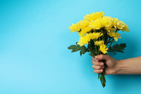 Female hand holds chrysanthemum bouquet on blue background, space for textの写真素材