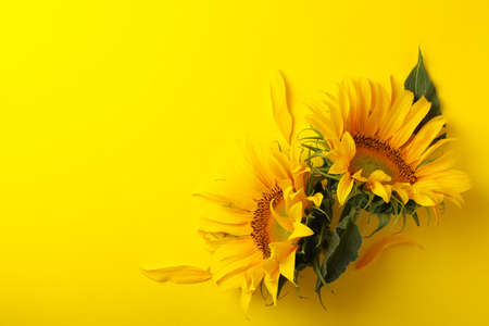Beautiful sunflower on yellow background, space for textの写真素材