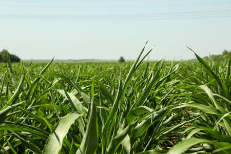 Corn field. Beautiful sunny day. Farming. Agricultureure business