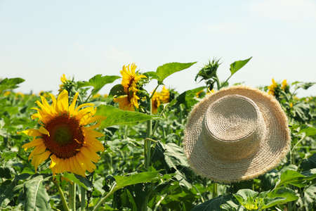 Straw hat and sunflower field. Farming. Autumn harvestの写真素材