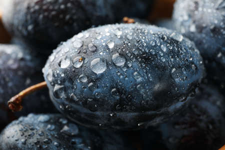 Fresh plums with water drops, close up