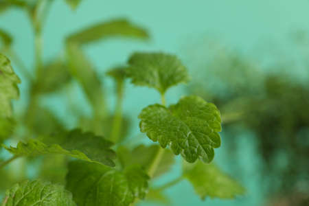 Lemon balm leaves against mint background, close upの写真素材