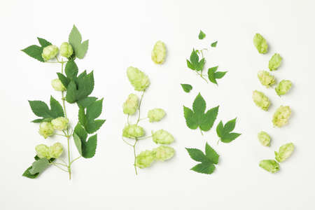 Fresh green hop and leaves on white background