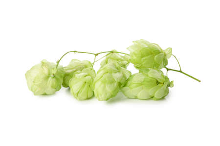 Fresh green hop isolated on white background