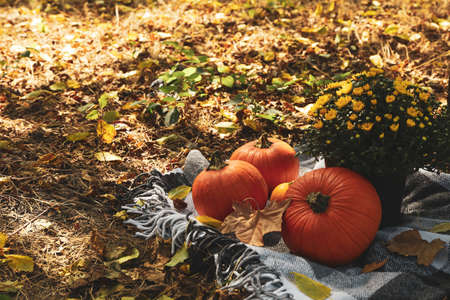 Autumn concept with chrysanthemums and pumpkins outdoorの写真素材