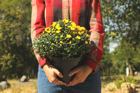 Woman in shirt and jeans hold pot with chrysanthemums outdoorの写真素材