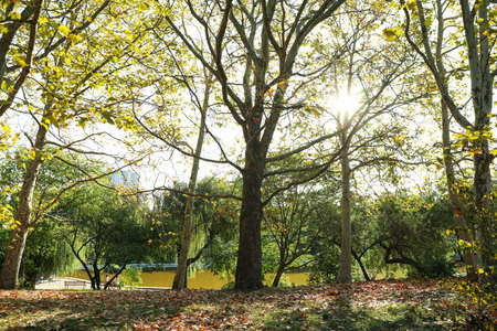 Beautiful city park in bright sunny morningの写真素材