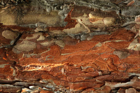 Pine tree bark on whole background, close up