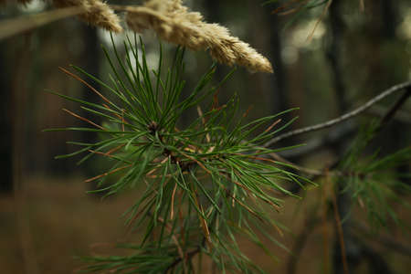 Pine tree branches, close up and selective focusの写真素材