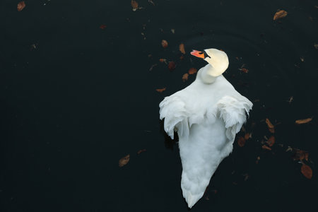 Beautiful swan in lake, space for text