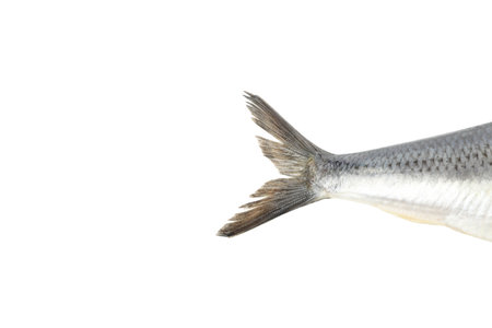 Herring fish tail isolated on white backgroundの写真素材