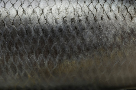 Fresh herring fish texture background, close upの写真素材
