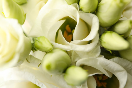 Beautiful white roses on whole background, close upの写真素材
